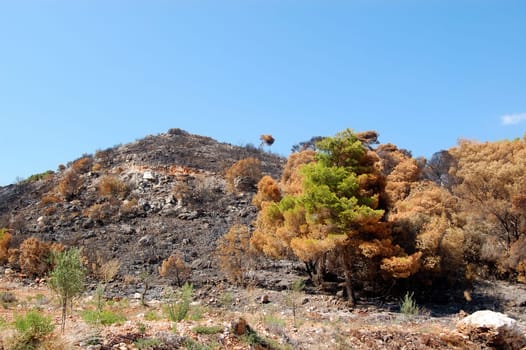 burned hilltop