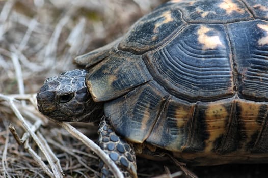 crawling turtle