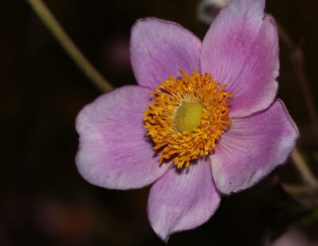 Anemone
