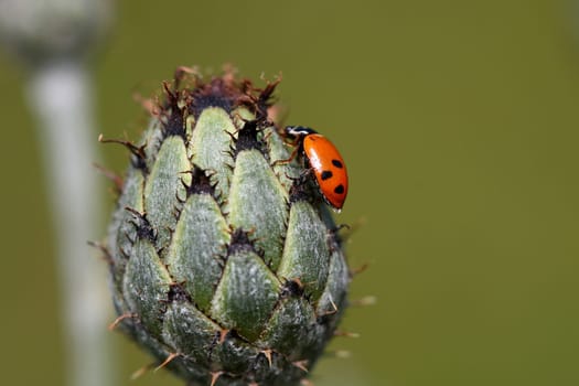 Lucky Beetle