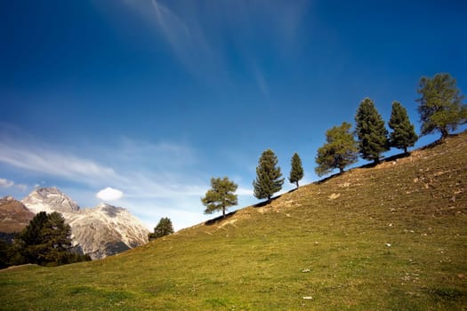 The trees dance down the mountain