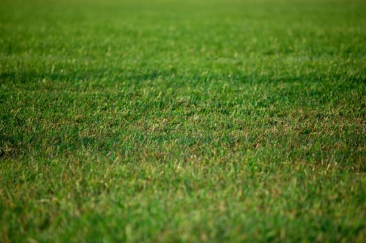 football green field