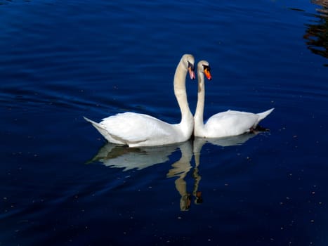 Pair of swans