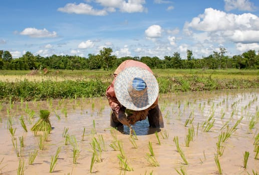 asian woman at rice field