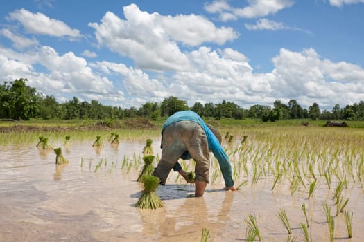 asian farmer at rice field