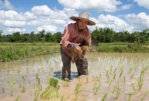 asian woman at rice field