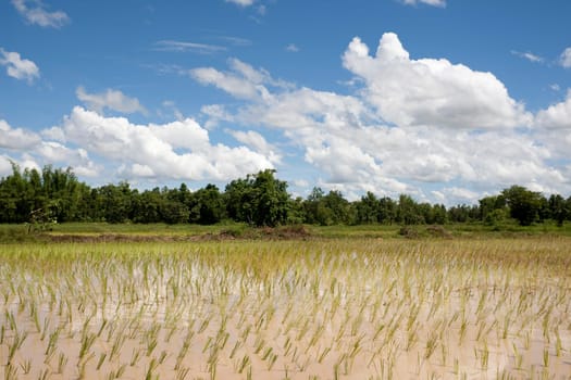 Rice field in Asia,Thailand