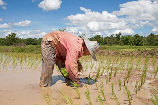 asian woman at rice field