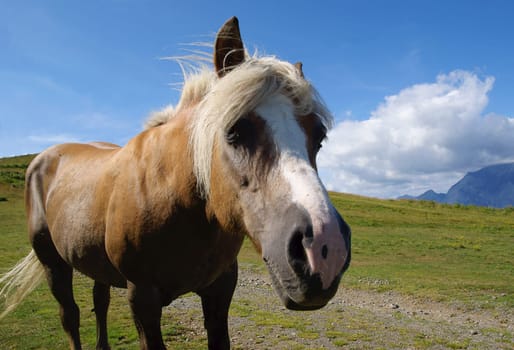 Horse on mountain meadow