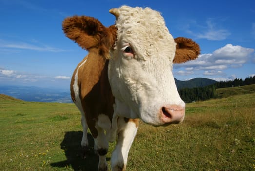 Cow on an alpine pasture in the Alps