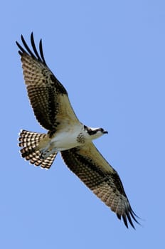 Osprey