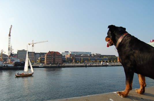 Dog watching while sailing