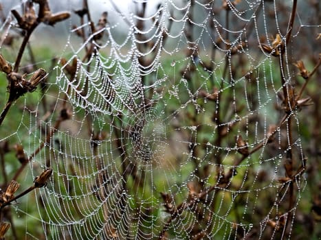 Cobweb