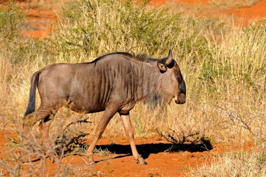 Strefengnu,Connochaetes taurinus,Afrik