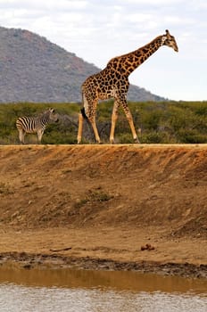 Giraffe and zebra on hike