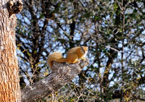 Bushsquirrel,Paraxerus cepapi,Africa