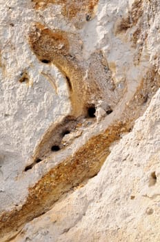 Brood tubes in the cliffs