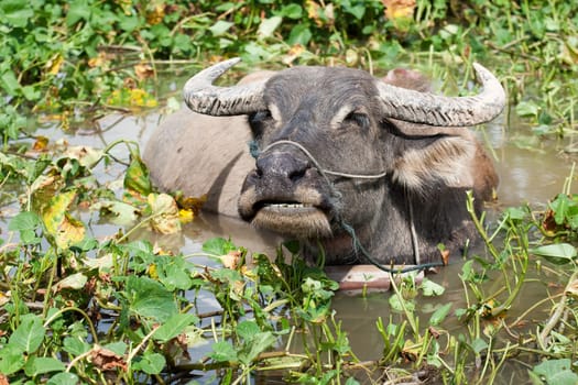 Water buffalo bathing
