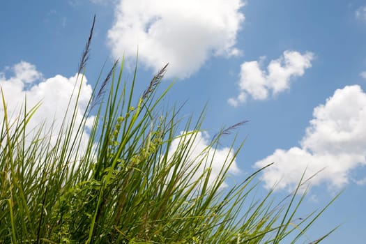 blue sky with clouds in front of tall grass