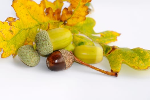 Acorns - Nuts