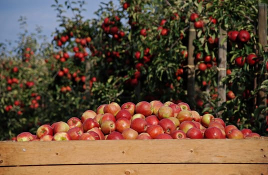 Apples in a large-capacity box