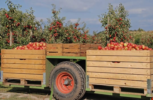 Apple harvest in the Altes Land
