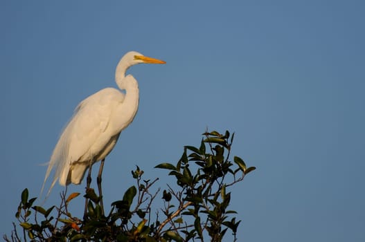 Little egret