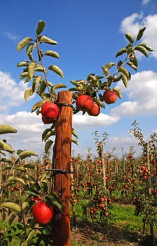 young apple tree