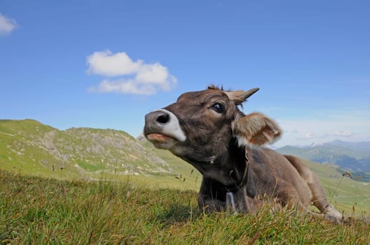 Mountain Cow