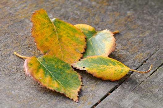 Background - autumnal leaves