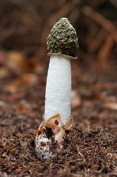 common stinkhorn