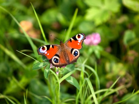 Peacock