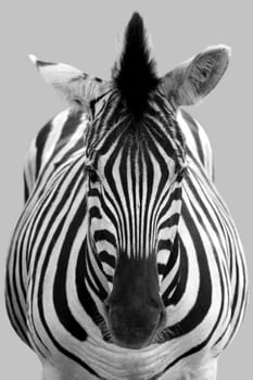 black and white