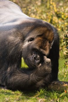 Silverback Gorilla