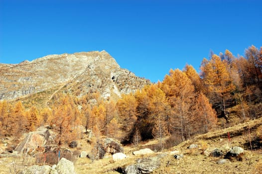 autumn larches on mountain