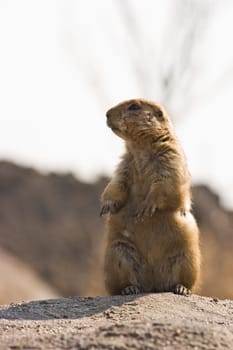 Prairie dog watching territory