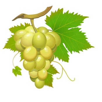 White grape