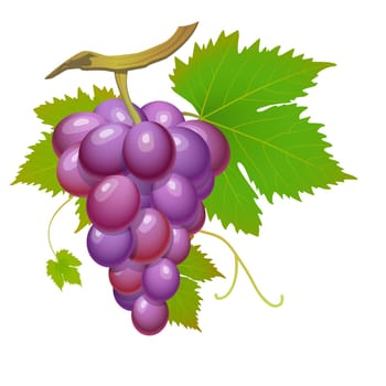 Purple grape