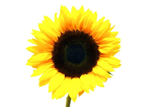 Sunflower (Helianthus annuus)