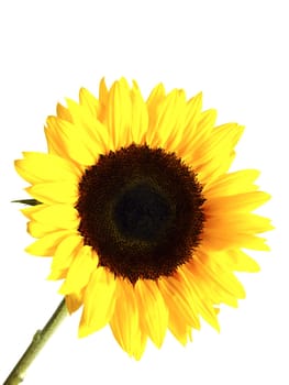 Sunflower (Helianthus annuus)