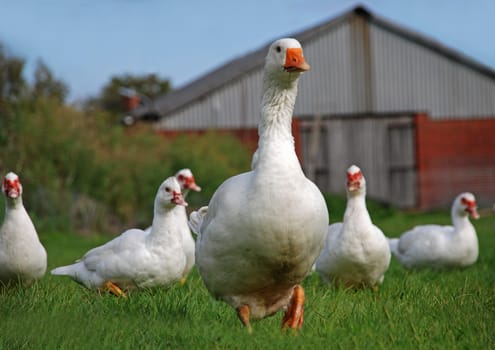 Goose