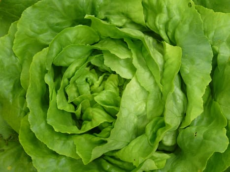 Lettuce