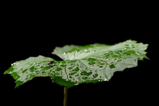 Wet Sheet