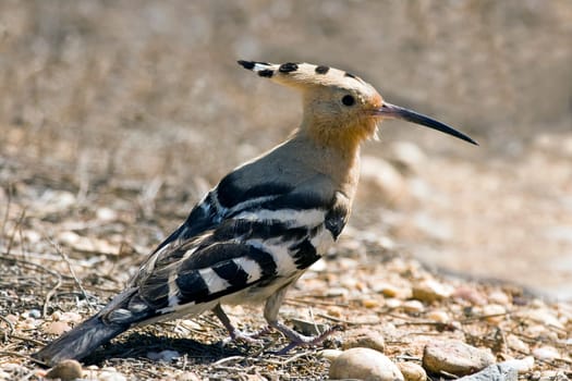 Hoopoe Epupa epops