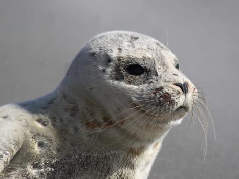 Seal