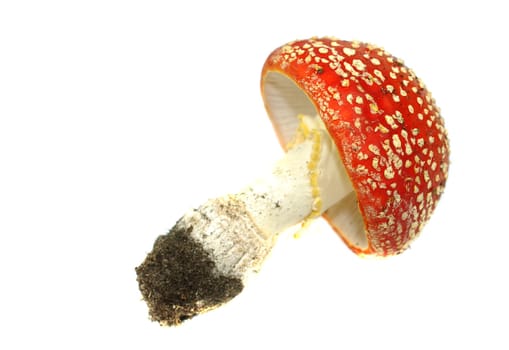 Fly agaric