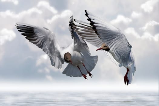 Seagulls 001nr1