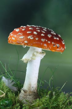 Toadstool (Amanita muscaria)