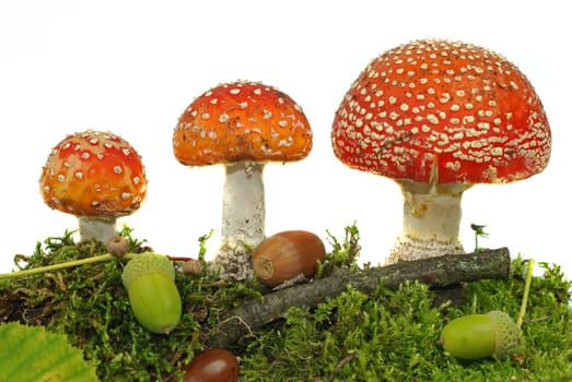 Toadstools