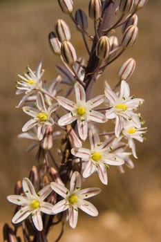 Small-fruited asphodelus asphodelus aestivus